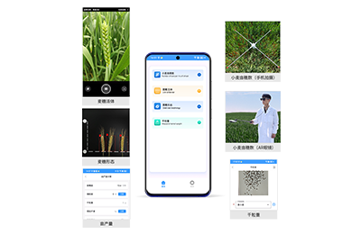 新竹县小麦亩穗数分析仪IN-XM02